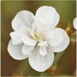 Nasiona Bodziszek biały Letnie Niebo szt.5 Nxx511