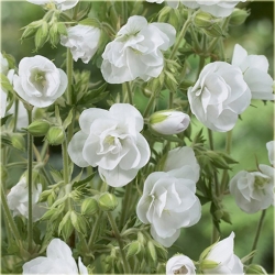 Nasiona Bodziszek biały Letnie Niebo szt.5 Nxx511