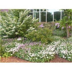 Nasiona Bodziszek biały Letnie Niebo szt.5 Nxx511