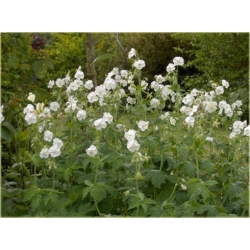 Nasiona Bodziszek biały Letnie Niebo szt.5 Nxx511