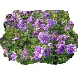 Nasiona Bodziszek pełny fioletowy szt.5 N102