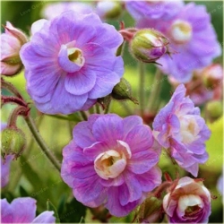 Nasiona Bodziszek pełny fioletowy szt.5 Nxx102