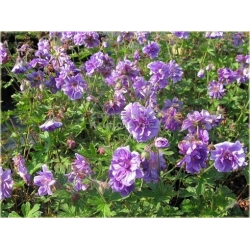 Nasiona Bodziszek pełny fioletowy szt.5 Nxx102
