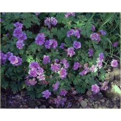 Nasiona Bodziszek pełny fioletowy szt.5 Nxx102