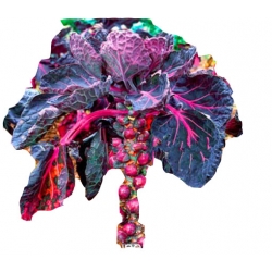 Nasiona Brukselka czerwona szt.5 N106