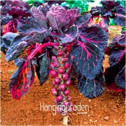 Nasiona Brukselka czerwona szt.5 Nxx106