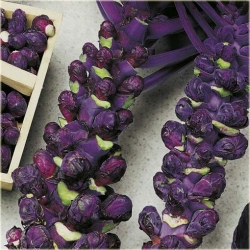 Nasiona Brukselka czerwona szt.5 Nxx106