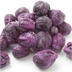 Nasiona Brukselka czerwona szt.5 Nxx106