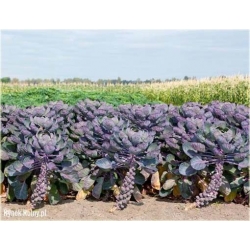 Nasiona Brukselka czerwona szt.5 Nxx106