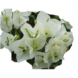 Nasiona Bugenwilla biała pnącze szt.5 N570