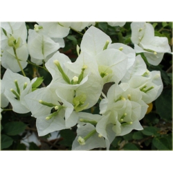 Nasiona Bugenwilla biała pnącze szt.3 Nxx570