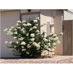 Nasiona Bugenwilla biała pnącze szt.3 Nxx570