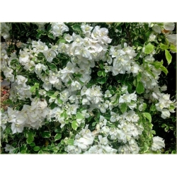 Nasiona Bugenwilla biała pnącze szt.3 Nxx570