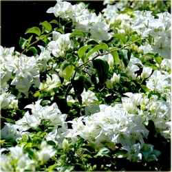 Nasiona Bugenwilla biała pnącze szt.3 Nxx570