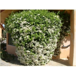 Nasiona Bugenwilla biała pnącze szt.3 Nxx570