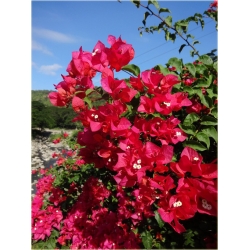 Nasiona Bugenwilla czerwona pnącze szt.3 Nxx567