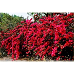 Nasiona Bugenwilla czerwona pnącze szt.3 Nxx567