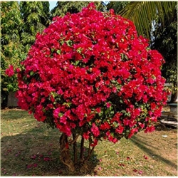 Nasiona Bugenwilla czerwona pnącze szt.3 Nxx567