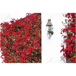 Nasiona Bugenwilla czerwona pnącze szt.3 Nxx567