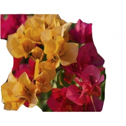 Nasiona Bugenwilla czerwono-żółta szt.5 N565