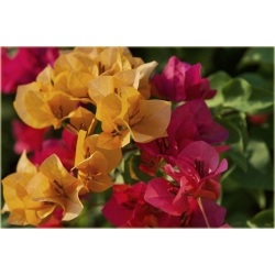 Nasiona Bugenwilla czerwono-żółta szt.3 Nxx565