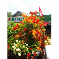 Nasiona Bugenwilla czerwono-żółta szt.3 Nxx565