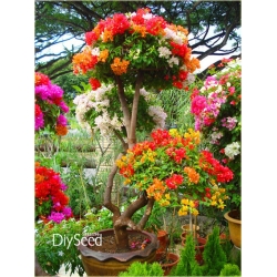 Nasiona Bugenwilla czerwono-żółta szt.3 Nxx565