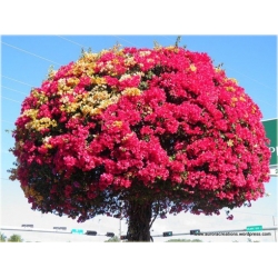 Nasiona Bugenwilla czerwono-żółta szt.3 Nxx565