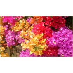 Nasiona Bugenwilla czerwono-żółta szt.3 Nxx565