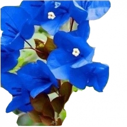 Nasiona Bugenwilla niebieska pnącze szt.5 N624