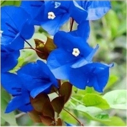 Nasiona Bugenwilla niebieska pnącze szt.3 Nxx624