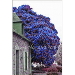 Nasiona Bugenwilla niebieska pnącze szt.3 Nxx624