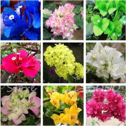 Nasiona Bugenwilla niebieska pnącze szt.3 Nxx624