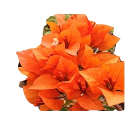 Nasiona Bugenwilla pomarańczowa szt.5 N569