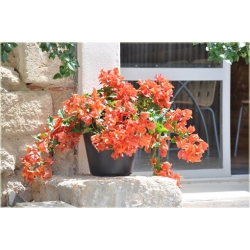 Nasiona Bugenwilla pomarańczowa szt.3 Nxx569