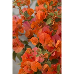 Nasiona Bugenwilla pomarańczowa szt.3 Nxx569