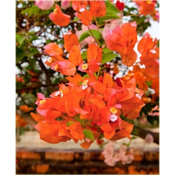 Nasiona Bugenwilla pomarańczowa szt.3 Nxx569