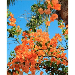 Nasiona Bugenwilla pomarańczowa szt.3 Nxx569
