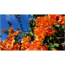 Nasiona Bugenwilla pomarańczowa szt.3 Nxx569