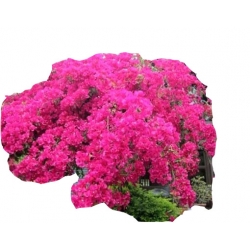 Nasiona Bugenwilla różowa pnącze szt.5 N566