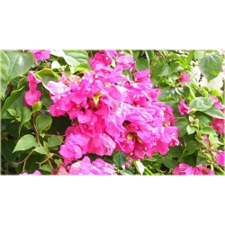 Nasiona Bugenwilla różowa pnącze szt.3 Nxx566