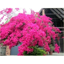 Nasiona Bugenwilla różowa pnącze szt.3 Nxx566
