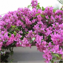 Nasiona Bugenwilla różowa pnącze szt.3 Nxx566
