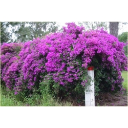 Nasiona Bugenwilla różowa pnącze szt.3 Nxx566