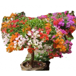 Nasiona Bugenwilla mix szt.5 N185