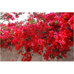 Nasiona Bugenwilla mix szt.3 Nxx185