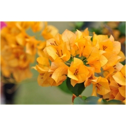 Nasiona Bugenwilla mix szt.3 Nxx185