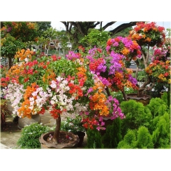 Nasiona Bugenwilla mix szt.3 Nxx185