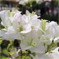 Nasiona Bugenwilla mix szt.3 Nxx185