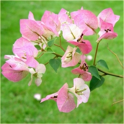 Nasiona Bugenwilla mix szt.3 Nxx185